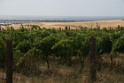 IMG_7053
