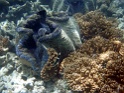 PB260272