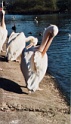 pelicans