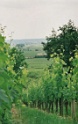 vignes