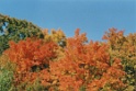 ca40