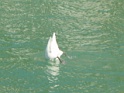 DSC08421