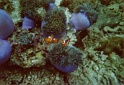 nemo