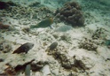 poissons1