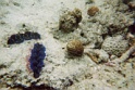 poissons2
