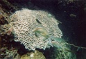 poissons3