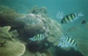 poissons4