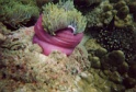 poissons5