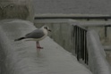 IMG_3486