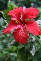 IMG_5383