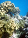 PB040117