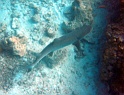 PB040191b