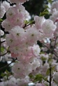 IMG_0677
