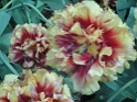DSC01606