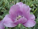 DSC01610