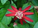 DSC00771
