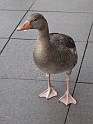 DSC00403