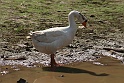 IMG_4718