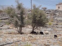 DSC03422