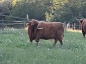 DSC07525