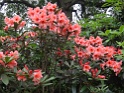 DSC00687