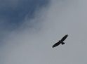 IMG_7004c
