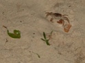 DSC04938