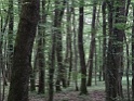 DSC06051