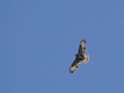 Aigle1