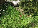 IMG_0604
