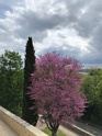 IMG_0910