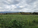IMG_9523
