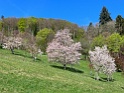 IMG_6490
