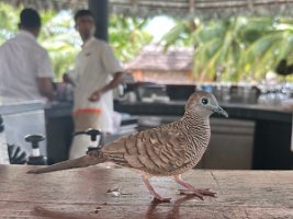 IMG_2261_2