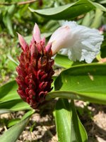 IMG_3083 copie