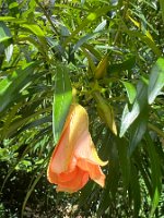 IMG_3087 copie