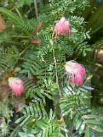 IMG_3090 copie