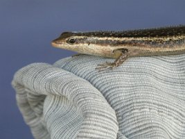 IMG_3718