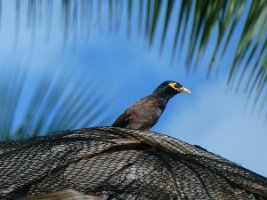 IMG_4336