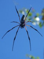 IMG_4344