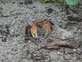 IMG_4517