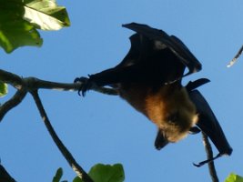 IMG_4972